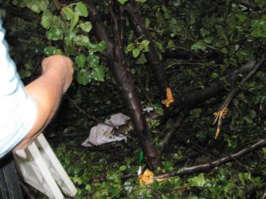 Catherina Villafuerte was found in this nook, beneath the 20-year-old tree that crashed into her backyard Friday morning.