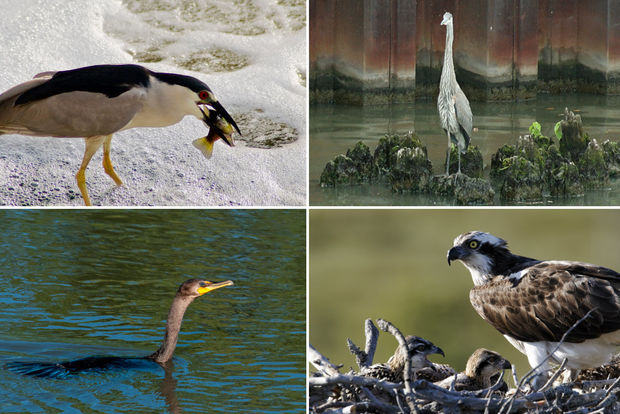 these birds love the chicago river and the fish that these birds love the chicago river and the fish that