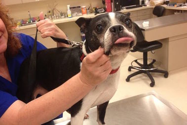  The open house will feature shelter dogs, cats and guinea pigs available for adoption. 