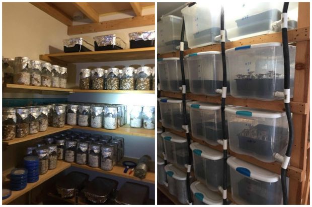 Psychedelic Mushrooms Worth 2m Found In Brooklyn Grow House Da Says Sheepshead Bay New York Dnainfo