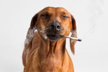 My Dog Ate Chicago Vets See Spike In Sick Pot Dogs Wicker Park Dnainfo My Dog Ate Chicago Vets