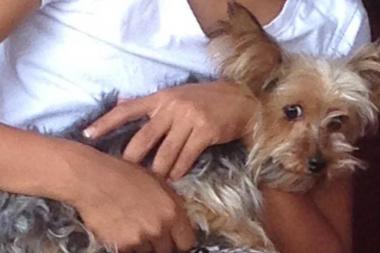 Linda, a 4-year-old Yorkie, was taken from the steps of a home in Corona on July 13, her owners said.  