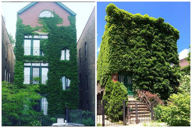  Photos of ivy-covered homes in Wicker Park. 
