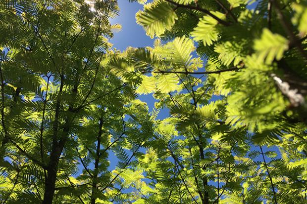 洋楽 Unfinished Business / Redwood Landing 🔥The sheer width of a redwood tree : r/NatureIsFuckingLit
