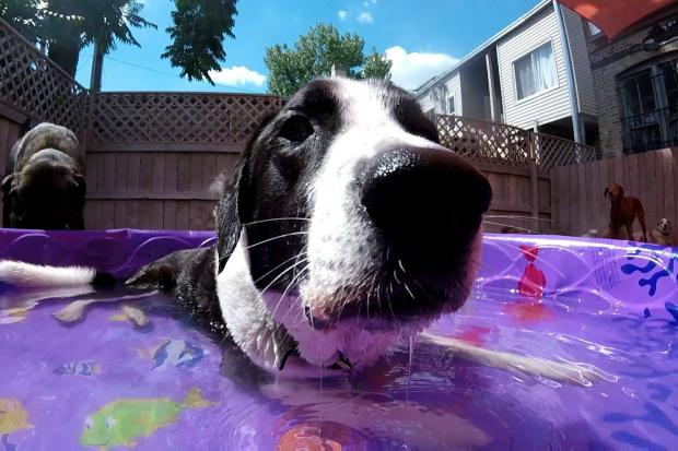  A dog wash fundraiser is being held Sunday at Bark Bark Club. 
