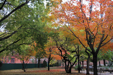  Fall in Chicago. 