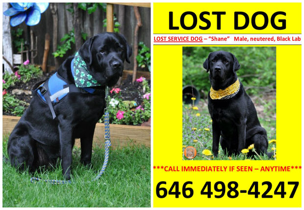  Shane is a black Lab who was last seen in his back yard on 207th Street on Feb. 7. 