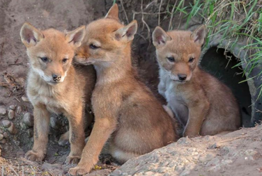 a video of the most adorable coyote pups ever