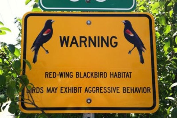 'Nature's A--holes?' Readers Squawk Back At Red-Wing Blackbirds